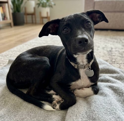 Photo of Vinny, adoptable Miniature Pinscher in Grovertown, Indiana