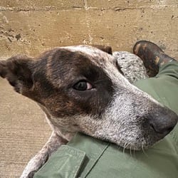 Photo of Johnny, adoptable Australian Cattle Dog in Ringgold, Georgia