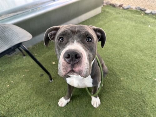 Photo of Finnigan, adoptable American Pit Bull Terrier in Phoenix, Arizona