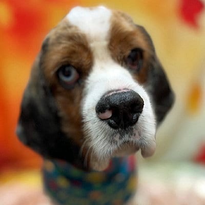 Photo of Roux, adoptable Cocker Spaniel in Arlington, Virginia