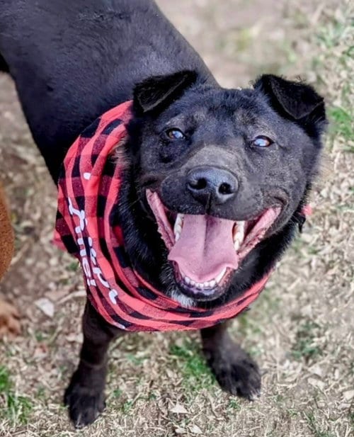 Photo of Aspen, adoptable Shar Pei in Dana Point, California