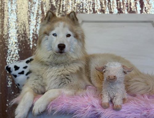 Photo of Nala, adoptable Alaskan Malamute in Fairfield, California