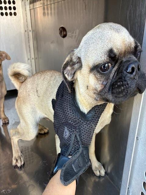 Photo of Murphy, adoptable Pug in Phoenix, Arizona