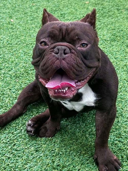 Photo of Ansel, adoptable French Bulldog in oakland, Florida