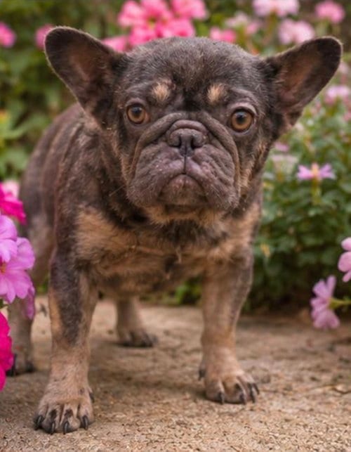 Photo of Coco, adoptable French Bulldog in Margate, Florida