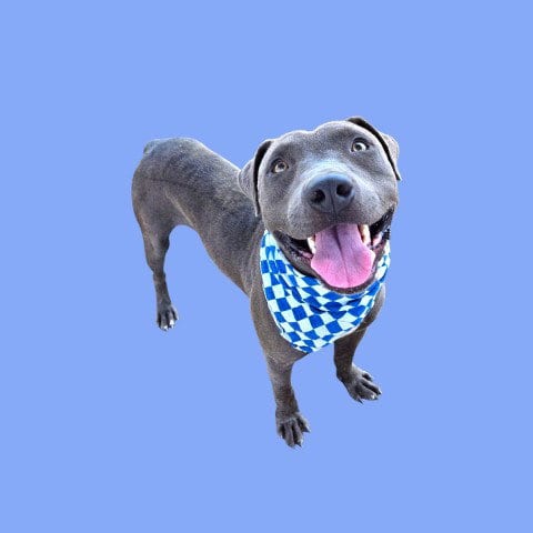 Photo of Draco, adoptable Pit Bull Terrier in Bakersfield, California