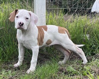 Photo of Susie, adoptable Treeing Walker Coonhound in Fremont, California