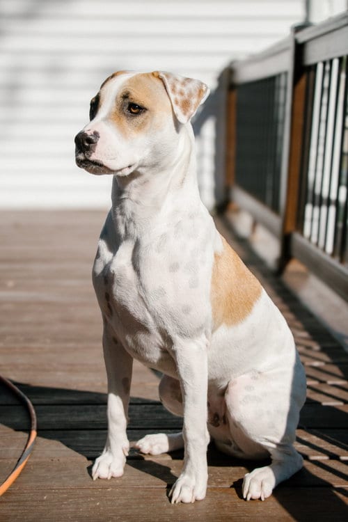 Photo of Apache - Little Trooper, adoptable Pointer in Oakhurst, New Jersey