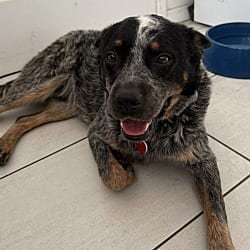 Photo of Chip, adoptable Blue Heeler Australian Cattle Dog in Beverly Hills, California