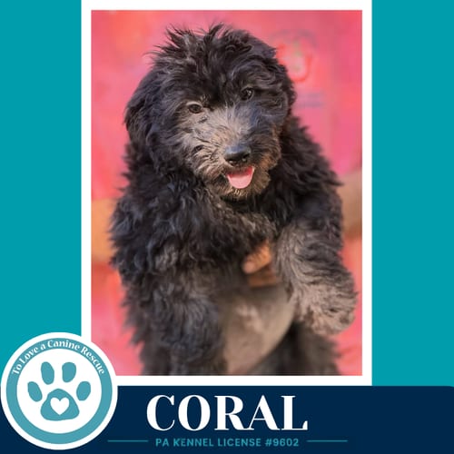 Photo of Coral (Seashore Squad) 101726, adoptable Poodle (unknown type) in Kimberton, Pennsylvania