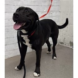 Photo of Eclipse, adoptable American Pit Bull Terrier in San Bernardino, California