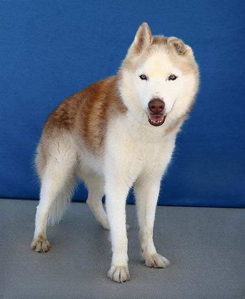 Photo of Hero, adoptable Siberian Husky in Baldwin Park, California