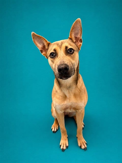Photo of Nala, adoptable German Shepherd Dog in Pearland, Texas