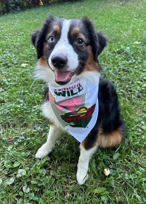 Photo of Cayenne, adoptable Australian Shepherd in Robbinsdale, Minnesota