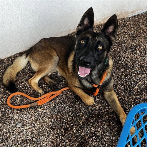 Photo of Carlson, adoptable Belgian Shepherd Malinois in Mesa, Arizona