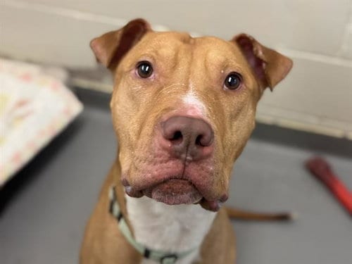 Photo of Osta, adoptable Pit Bull Terrier in Tacoma, Washington