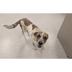 Photo of Cinnamon H. Butter, adoptable Australian Cattle Dog in Colorado Springs, Colorado