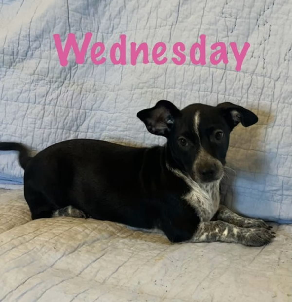 Photo of Wednesday, adoptable Dachshund in Rosmont, Illinois