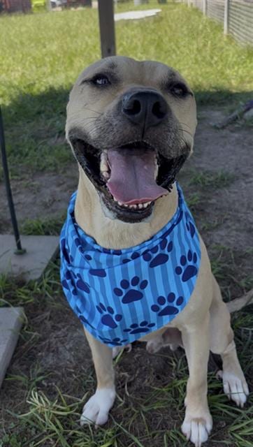 Photo of Zeus, adoptable Pit Bull Terrier in Rosenberg, Texas