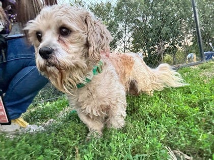 Photo of Bear, adoptable Shih Tzu/Mix in Baltimore, Maryland