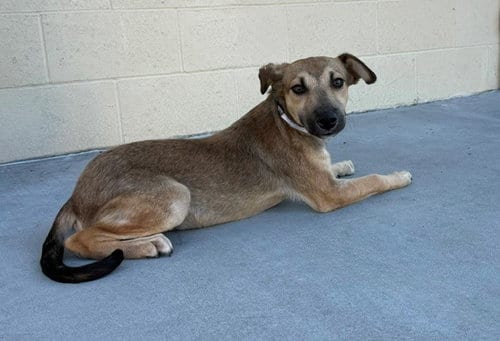 Photo of Jimmy, adoptable German Shepherd Dog in Downey, California