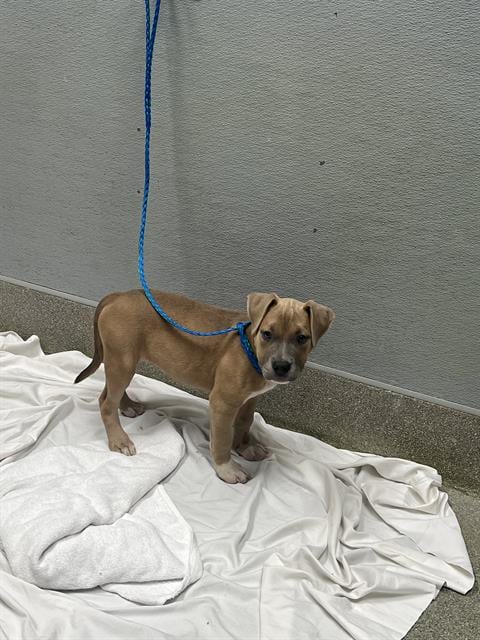 Photo of Sandy, adoptable Pit Bull Terrier in Las Vegas, Nevada