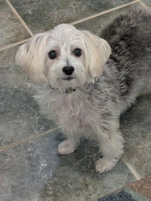 Photo of Rosie, adoptable Yorkshire Terrier Yorkie in Greensboro, North Carolina