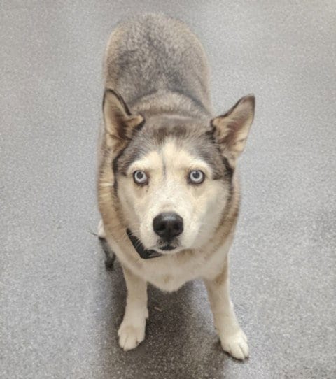 Photo of Khaleesi, adoptable Siberian Husky in Los Angeles, California