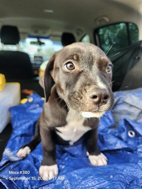 Photo of Pinneaple, adoptable American Staffordshire Terrier in San Antonio, Texas