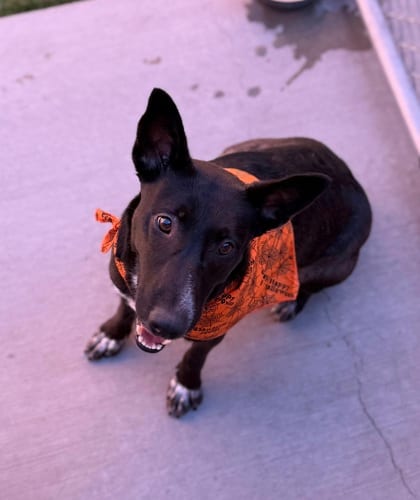 Photo of Claudia, adoptable dog in Farmington, New Mexico