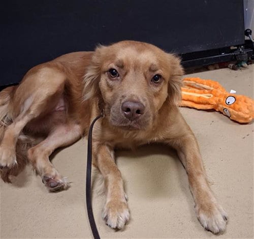 Photo of Sweet Pea, adoptable Cocker Spaniel in Chula Vista, California