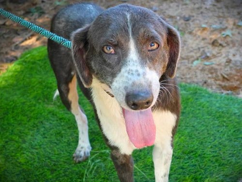 Photo of Cinder, adoptable Australian Shepherd in Tallahassee, Florida