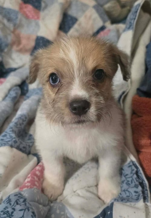 Photo of Avani- the A Litter, adoptable Cairn Terrier in Oakhurst, New Jersey