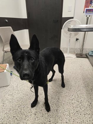 Photo of Wirt, adoptable dog in Atlanta, Georgia