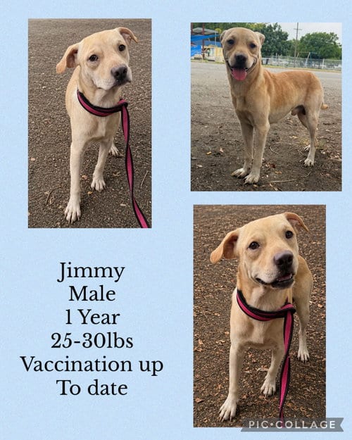 Photo of Jimmy, adoptable Siberian Husky in Virginia Beach, Virginia