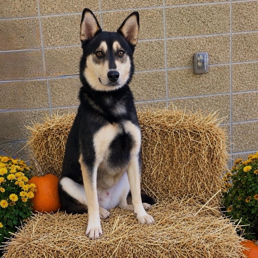 Photo of Koda, adoptable Mixed Breed (Large)