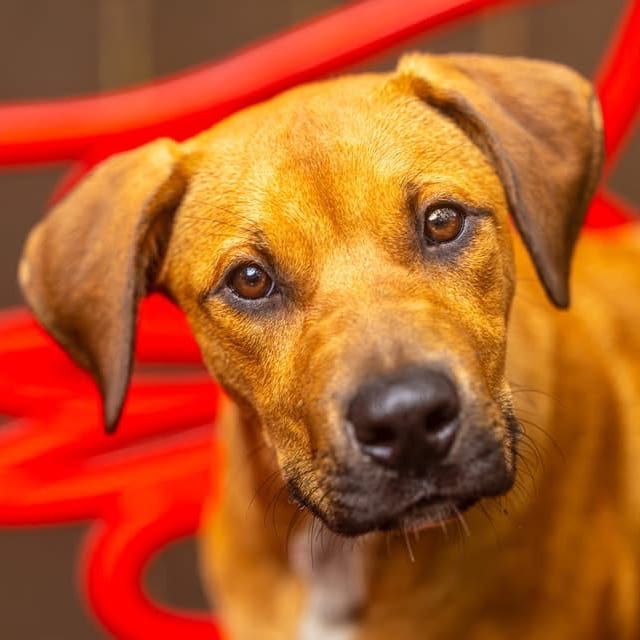 Photo of Airwolf, adoptable Mixed Breed (Medium) in Decatur, Georgia