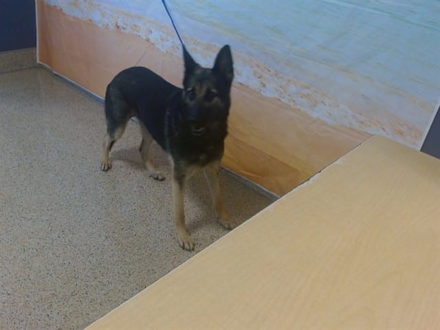 Photo of Ashley, adoptable German Shepherd Dog in Miami, Florida