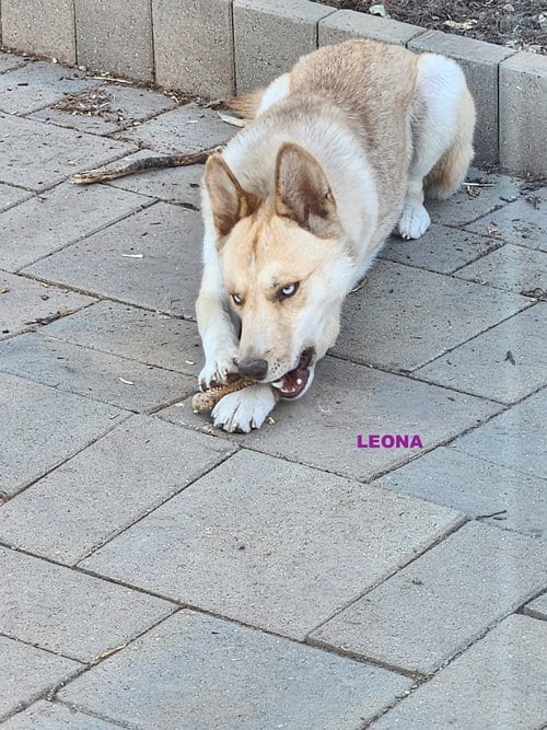 Photo of Gracie & Leona, adoptable Australian Kelpie in Woodland Hills, California