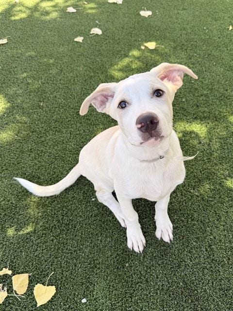 Photo of Knox, adoptable Carolina Dog in Castaic, California