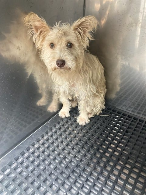 Photo of Mikey, adoptable Mixed Breed