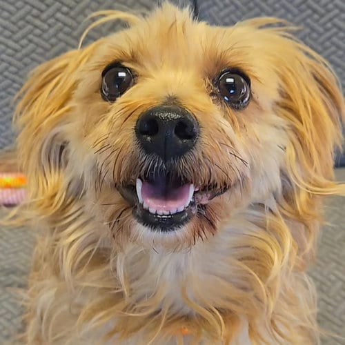 Photo of Sigma, adoptable Yorkshire Terrier Yorkie in Normal, Illinois