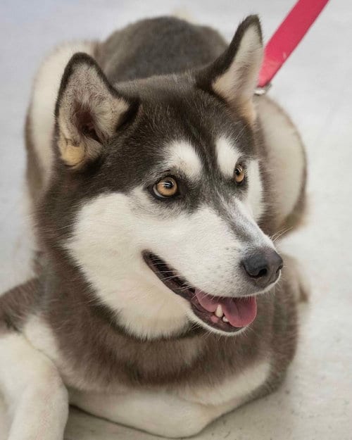 Photo of Krypto, adoptable Unknown breed in Wilmington, North Carolina