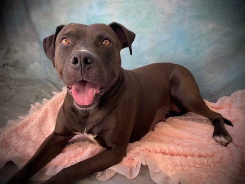 Photo of Raven, adoptable Pit Bull Terrier in Salinas, California