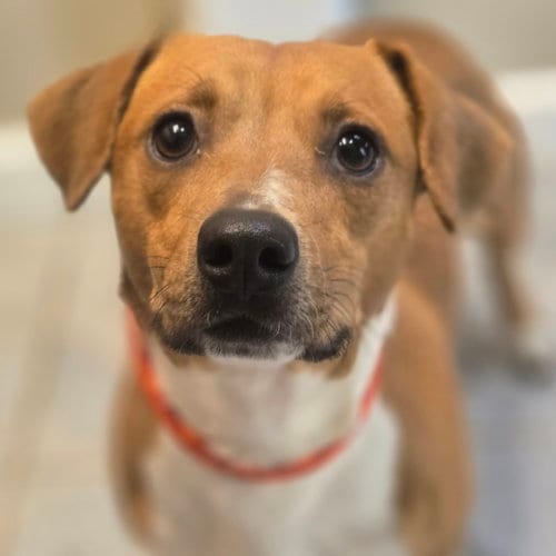 Photo of Boone, adoptable Unknown breed in Normal, Illinois