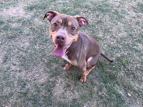 Photo of Star, adoptable Pit Bull Terrier in Plano, Texas