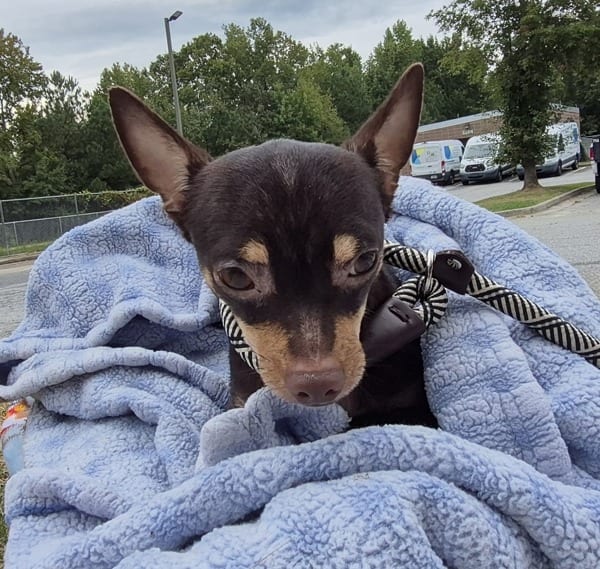 Photo of Blaze, adoptable Chihuahua cross in Lawrenceville, Georgia