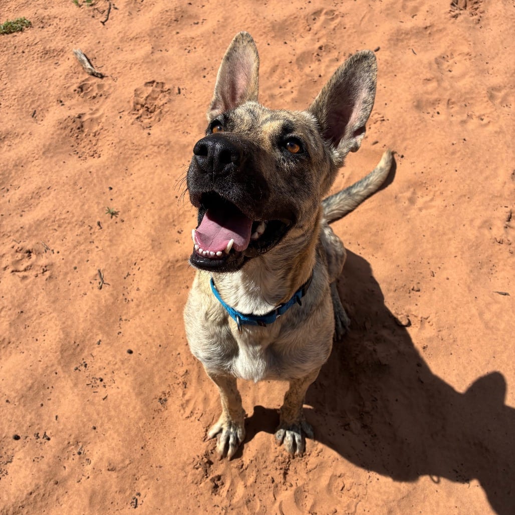 Photo of Florenza, adoptable Shepherd / Mix in Kanab, Utah