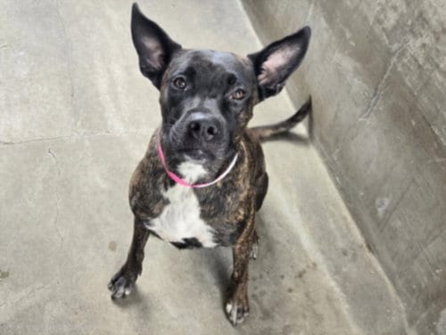 Photo of Coco, adoptable German Shepherd Dog in Van Nuys, California