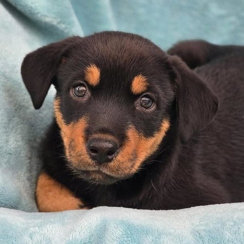 Photo of Eureka Pup - Taggart, adoptable Wirehaired Fox Terrier in San Diego, California